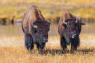 A fight is brewing between these two bison, in Yellowstone National Park. Art Print